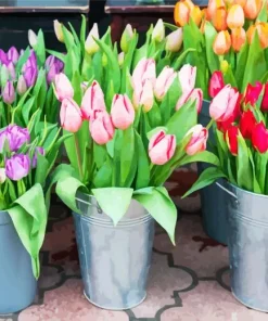 Tulip Buckets Diamond Painting