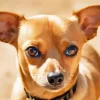 Brown Chiweenie Dog Diamond Painting