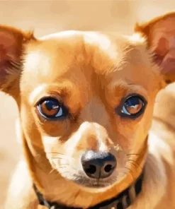 Brown Chiweenie Dog Diamond Painting