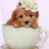 Brown Poodle In Teacup Symbol Diamond Painting