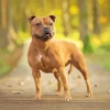 Brown Stafford Dog Diamond PaintingBrown Stafford Dog Diamond Painting