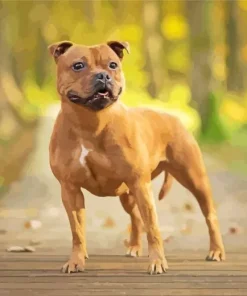 Brown Stafford Dog Diamond PaintingBrown Stafford Dog Diamond Painting