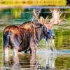 Bull Moose In Water Diamond Painting