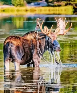 Bull Moose In Water Diamond Painting