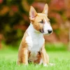 Bull Terrier Puppy Diamond Painting