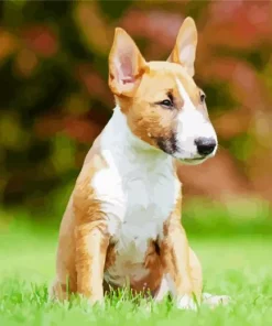 Bull Terrier Puppy Diamond Painting