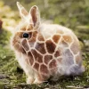 Bunny Giraffe Diamond Painting