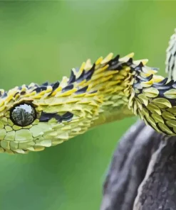 Bush Snake Diamond Painting