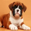 Cute Brown Boxer Dog Diamond Painting
