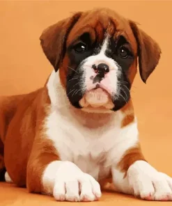 Cute Brown Boxer Dog Diamond Painting