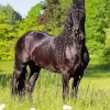 Friesian Black Horse Diamond Painting
