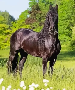 Friesian Black Horse Diamond Painting