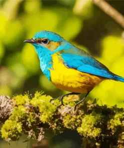 Fujian Niltava Diamond Painting