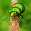 Green June Beetle Diamond Painting