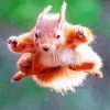 Jumping Squirrel Diamond Painting