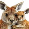 Kangaroo And Baby Diamond Painting