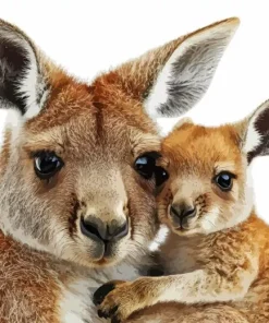 Kangaroo And Baby Diamond Painting
