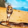 King Cobra Snake Diamond Painting