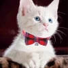 Kitten with Bowtie Diamond Painting