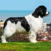Landseer Dog Diamond Painting