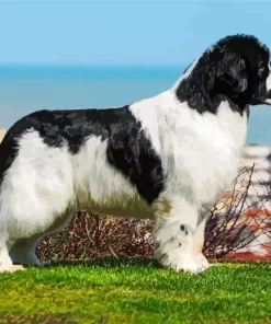 Landseer Dog Diamond Painting