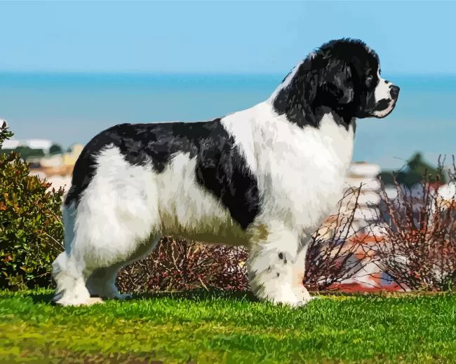 landseer dog Diamond With Numbers Landseer Dog Diamond Painting