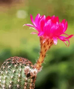 Lobivia Oxyalabastra Diamond Painting