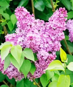 Purple Lilac Tree Diamond Painting