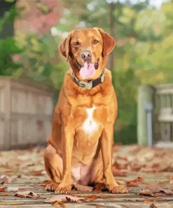 Red Fox Labrador Diamond Painting