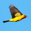 Western Tanager Bird Diamond Painting