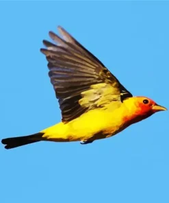 Western Tanager Bird Diamond Painting