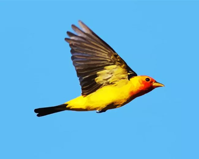 western tanager bird Diamond Paintings Western Tanager Bird Diamond Painting