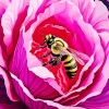 Bee On Pink Cabbage Rose Diamond Painting