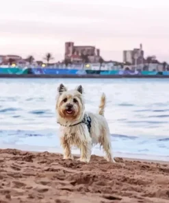 Blonde Cairn Terrier Diamond Painting