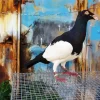 English Magpie Pigeon Diamond Painting