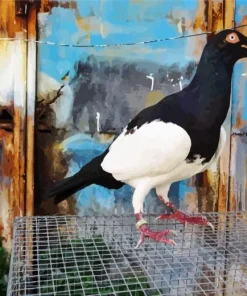 English Magpie Pigeon Diamond Painting
