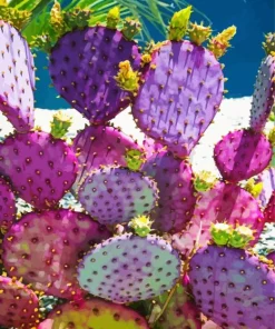 Purple Cactus Diamond Painting