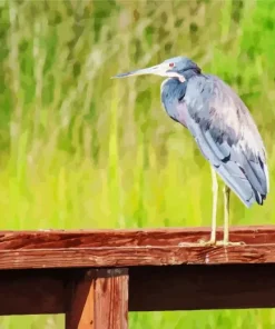 Tricolored Heron Diamond Painting