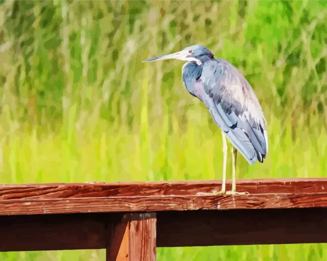 Tricolored heron Diamond Paintings Tricolored Heron Diamond Painting