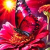 Butterfly On Red Flower Diamond Painting