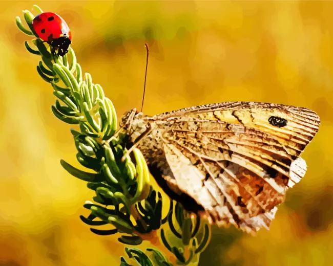 butterfly with ladybug Diamond Paintings Butterfly With Ladybug Diamond Painting