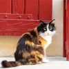 Calico Cat Long Hair Diamond Painting