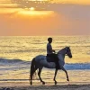 Horse Beach Diamond Painting