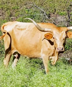 Longhorn Buffalo Diamond Painting