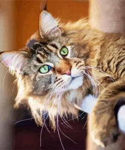 Maine Coon Cat Diamond Painting