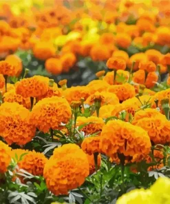 Marigold Flower Diamond Painting