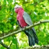 Pink Cockatoo Bird Diamond Painting