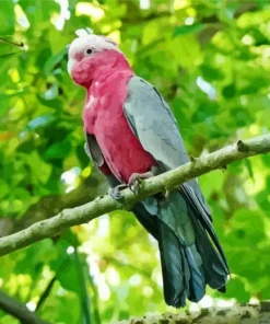 Pink Cockatoo Bird Diamond Painting
