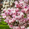 Pink Magnolia Tree Diamond Painting