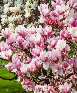 Pink Magnolia Tree Diamond Painting